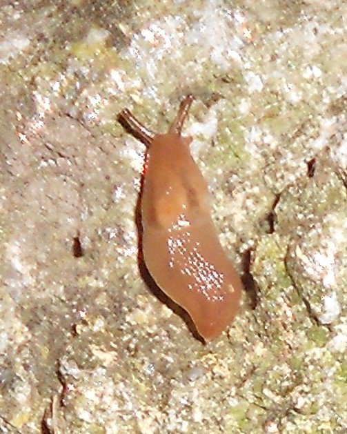 Limacus flavus in Liguria